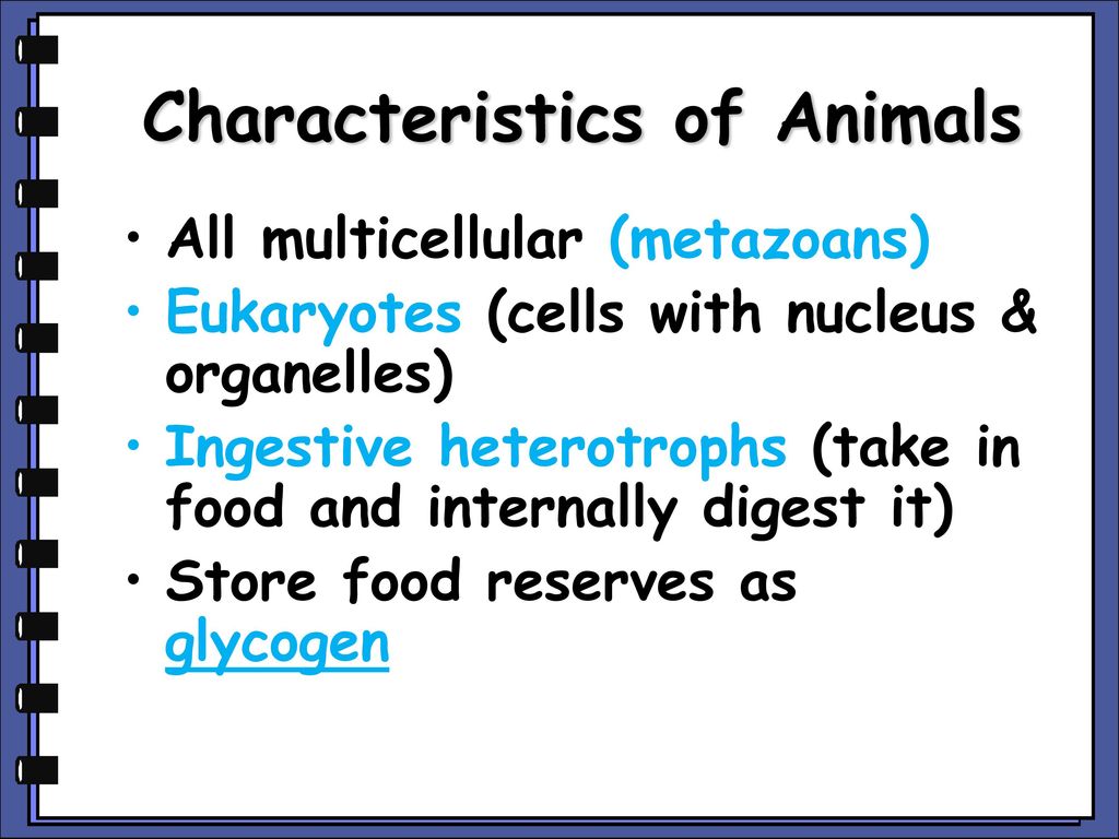 Introduction to Animals - ppt download